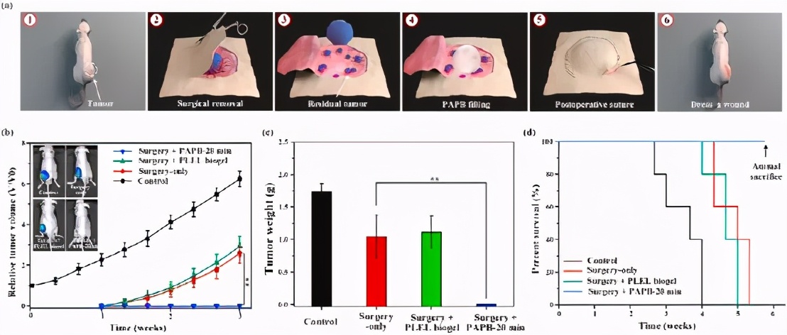 《Biomaterials》西安交通大學劉定新：等離子體活化熱敏生物凝膠