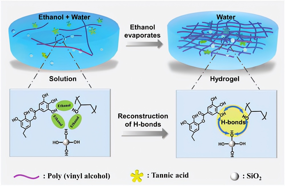制備用于油/水分離的水凝膠涂料、一種溶劑調節的氫鍵交聯策略