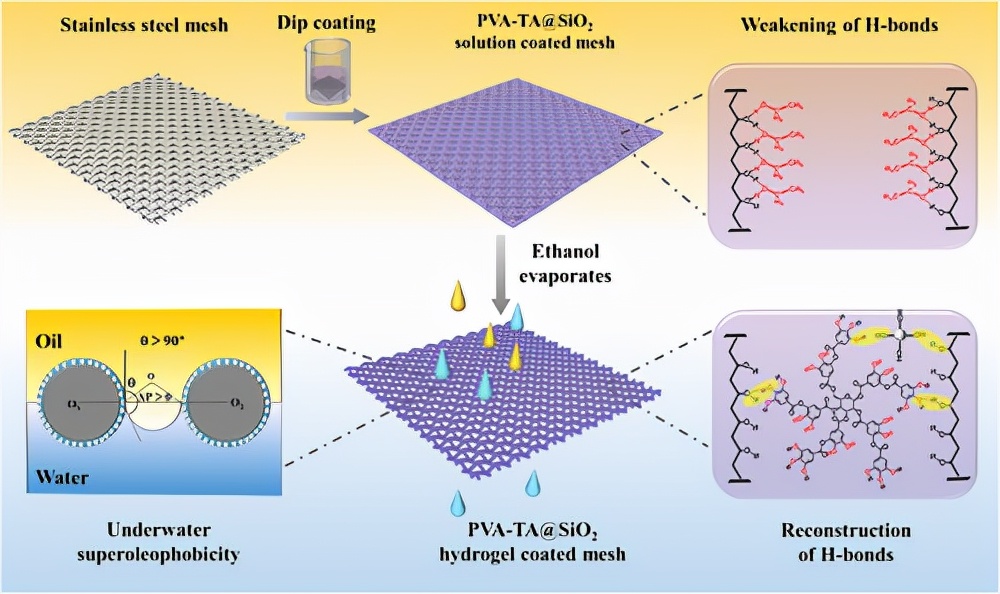 制備用于油/水分離的水凝膠涂料、一種溶劑調節的氫鍵交聯策略